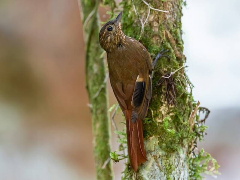 Wedge-billed Woodcreeper, Photos 3