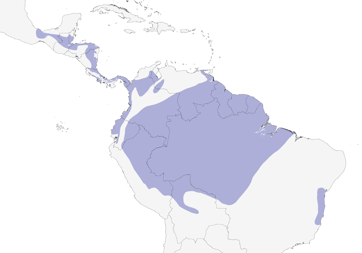 Wedge-billed Woodcreeper, Distribution 1