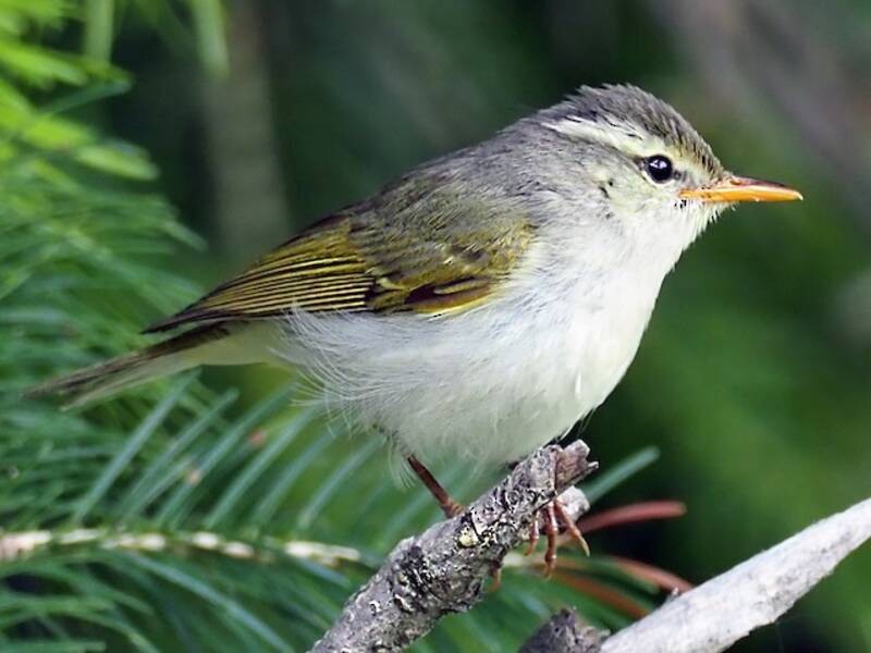 Western Crowned Warbler, 照片 4