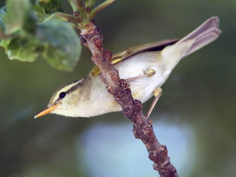 Western Crowned Warbler, 照片 2