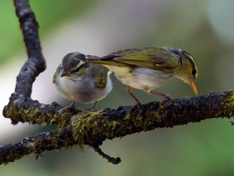 Western Crowned Warbler, 照片 3