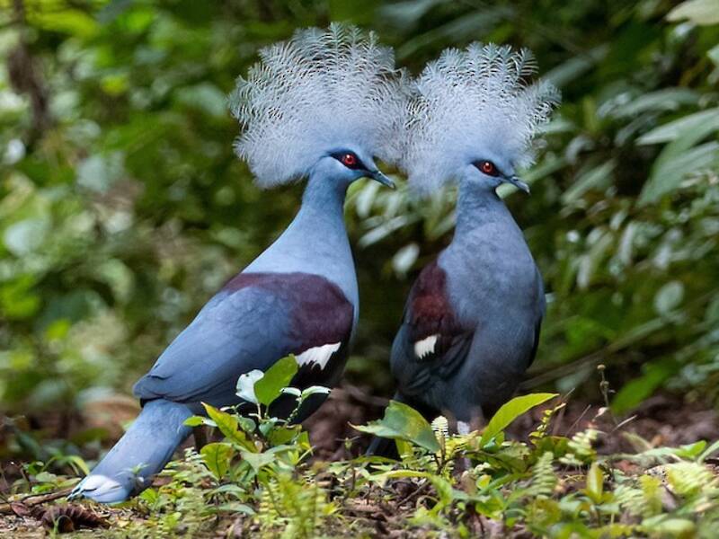 Western Crowned-Pigeon, Photos 4