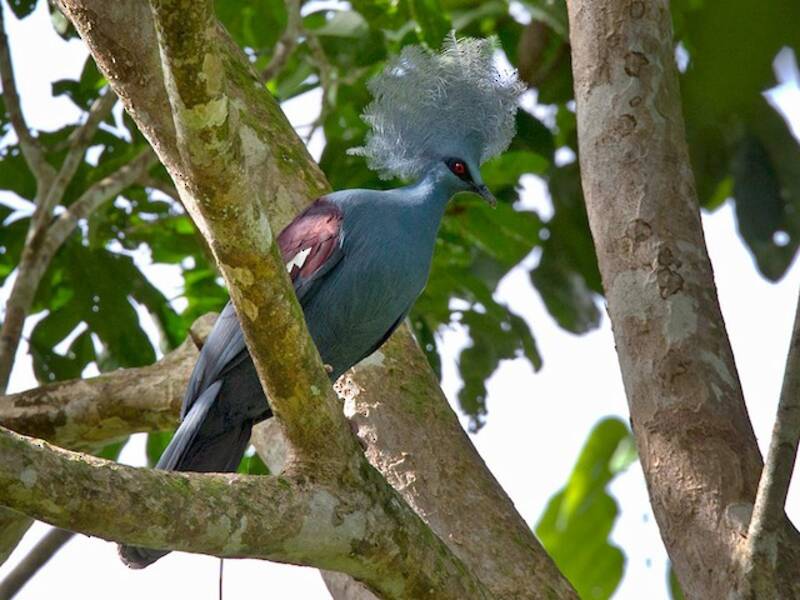 Western Crowned-Pigeon, Photos 2
