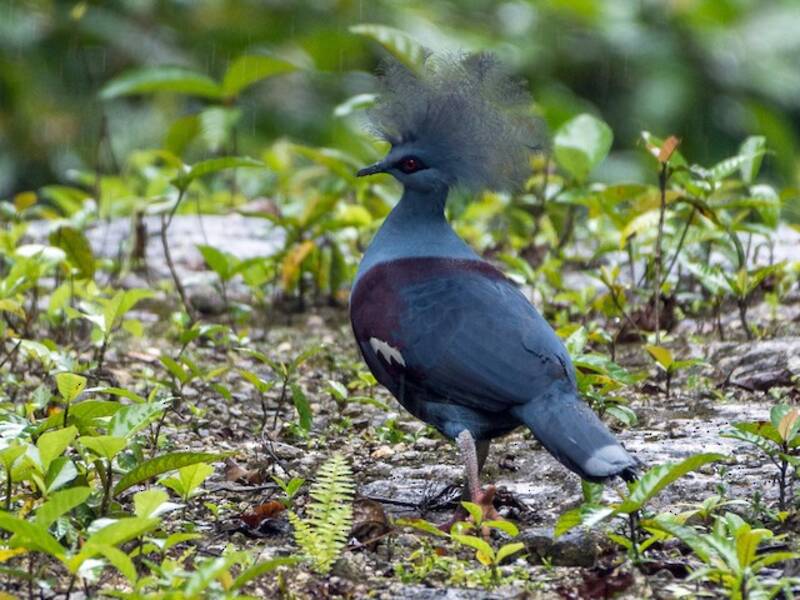 Western Crowned-Pigeon, Photos 3