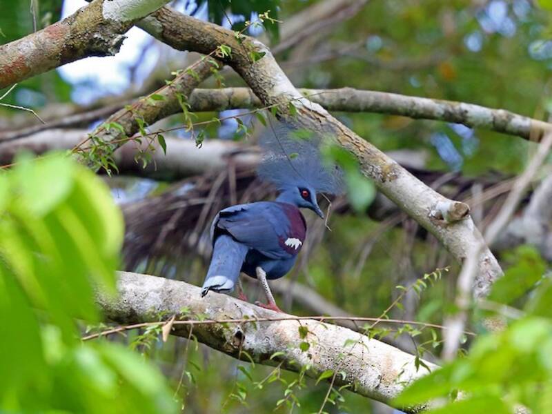 Western Crowned-Pigeon