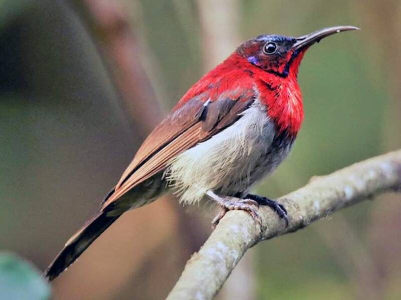 Nettarinia di Vigors, Foto 4
