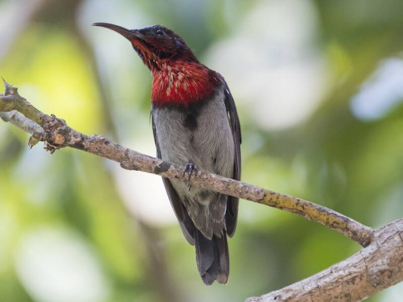 Nettarinia di Vigors, Foto 3
