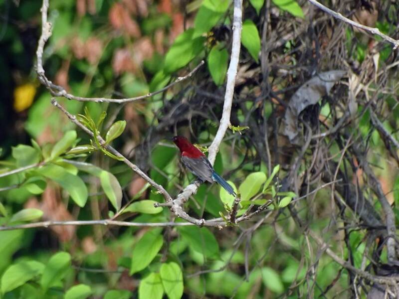Nettarinia di Vigors
