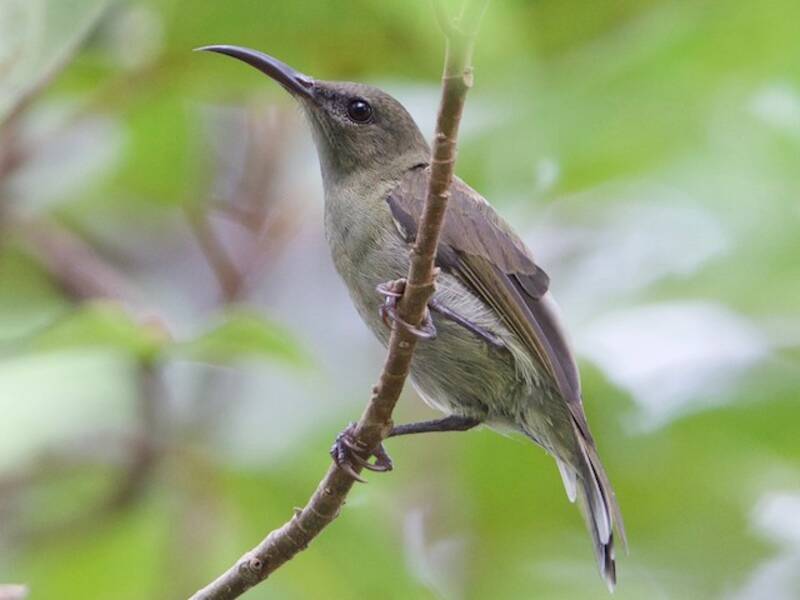 Nettarinia di Vigors, Foto 2