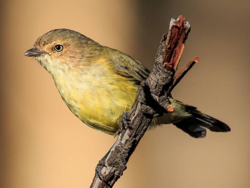 Beccazappa australiano, Foto 2