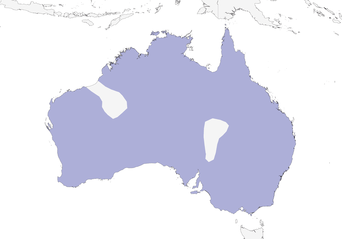 Beccazappa australiano, Distribuzione 1