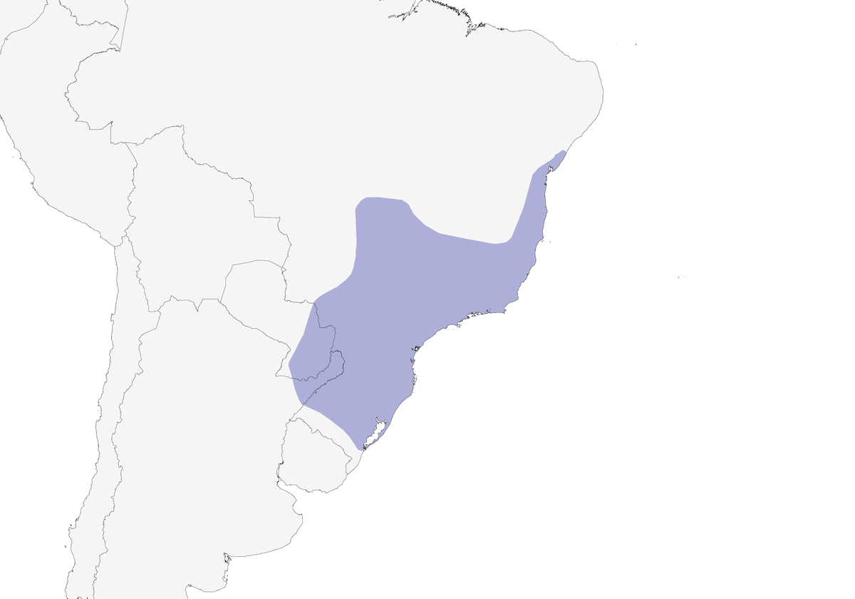 White-eyed Foliage-gleaner, Distribution 1