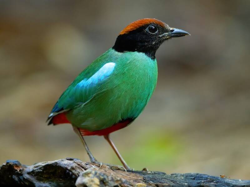 Western Hooded Pitta, Photos 3