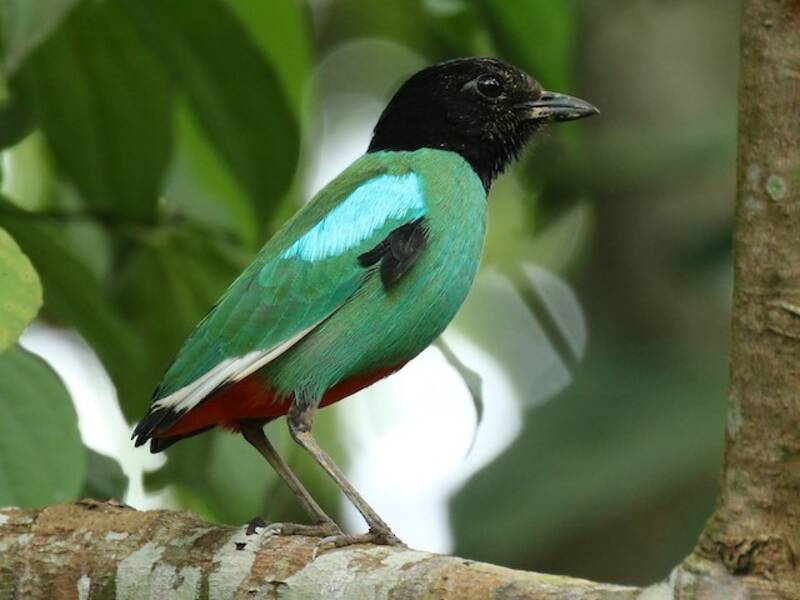 Western Hooded Pitta, Photos 4
