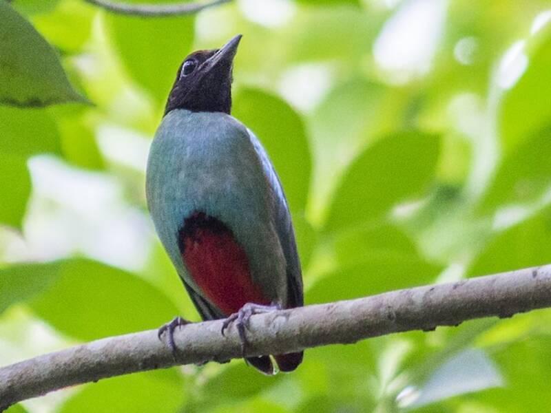 Western Hooded Pitta, Photos 2