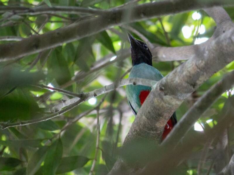 Western Hooded Pitta