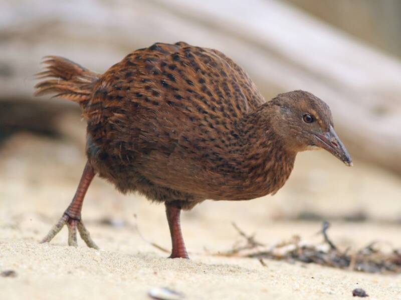 Weka, Foto 3