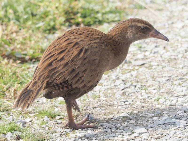 Weka, Foto 2