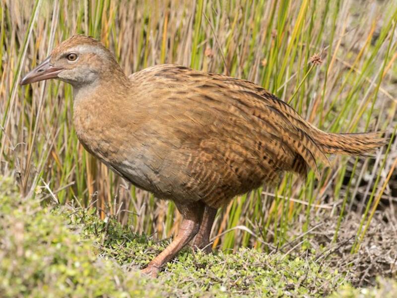 Weka