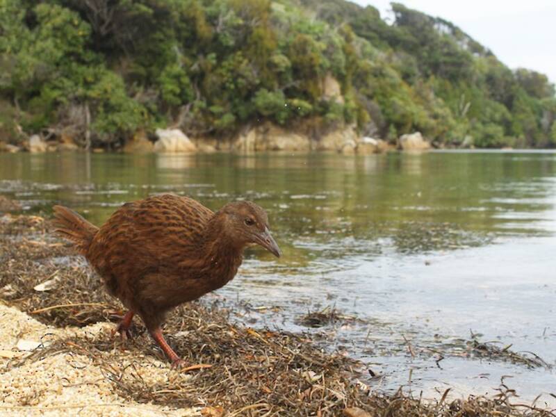 Weka, Foto 4