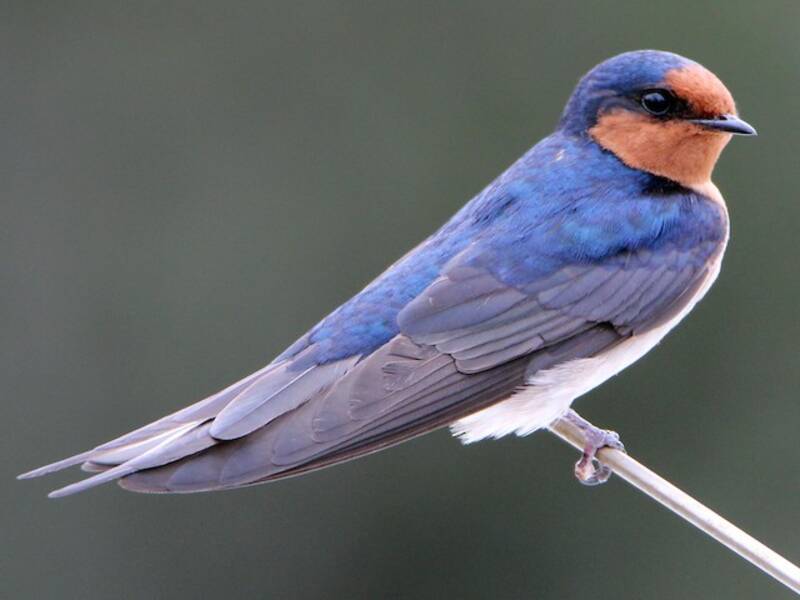Welcome Swallow