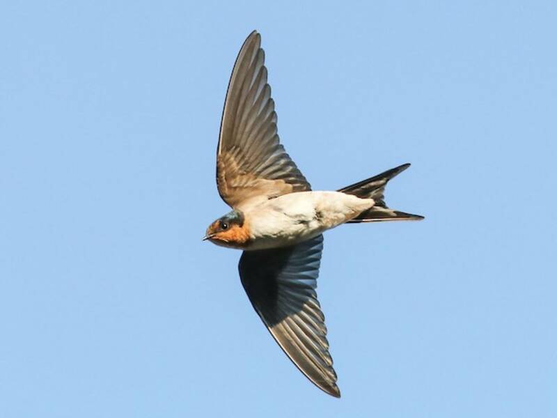 Hirondelle messagère, Photos 2
