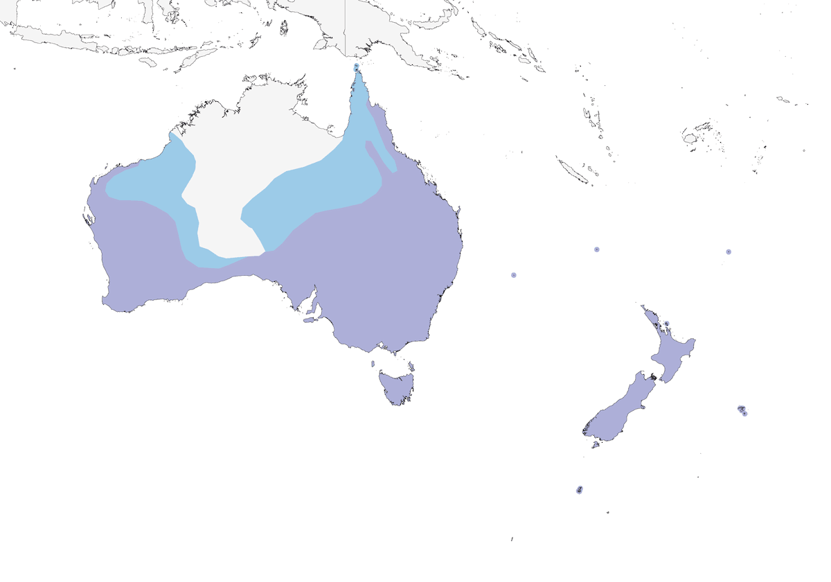 Hirondelle messagère, Distribution 1