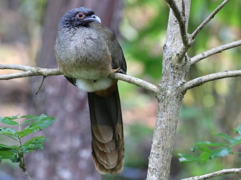 Chachalaca cabecigrís, Fotos 4