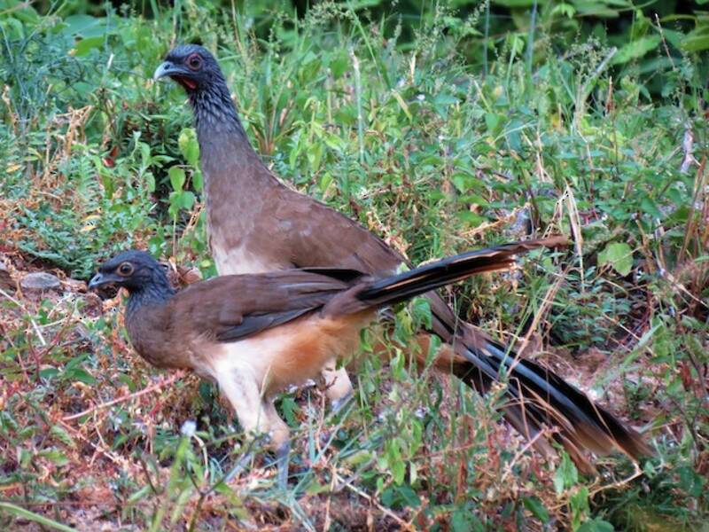 Chachalaca cabecigrís, Fotos 3