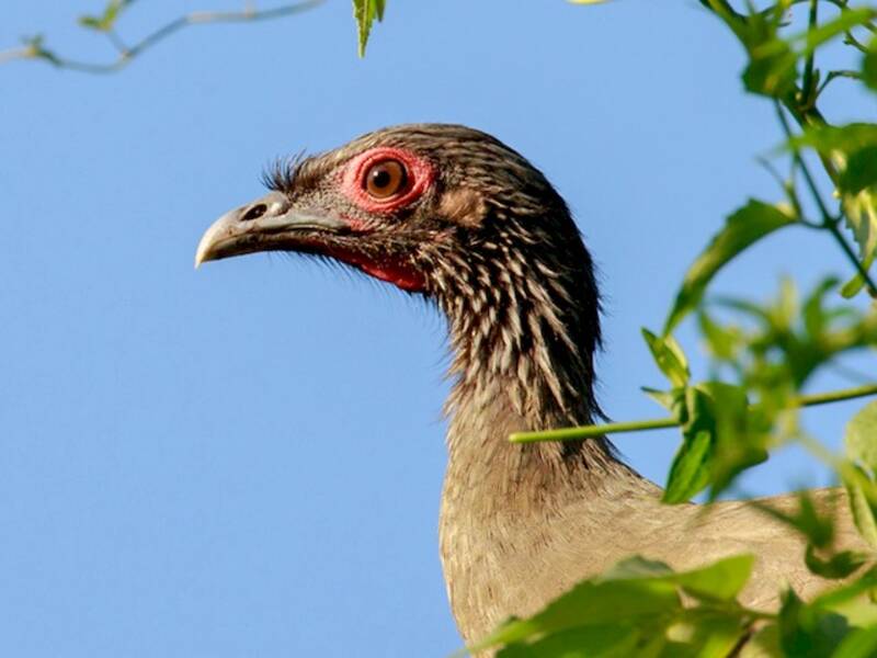 Chachalaca cabecigrís, Fotos 2