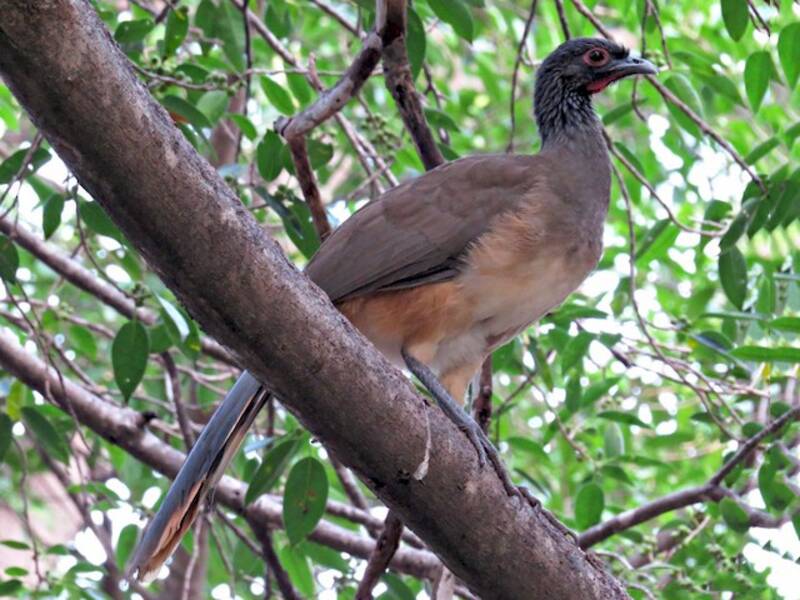Chachalaca cabecigrís