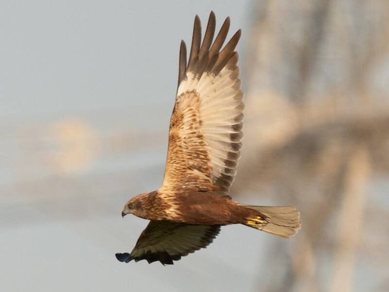 Western Marsh Harrier (Circus aeruginosus)