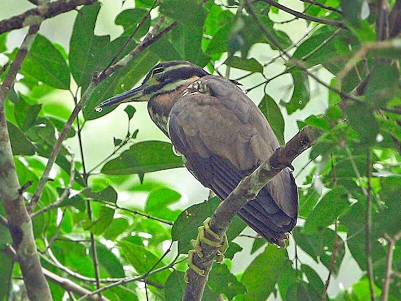 Nitticora orecchiebianche, Foto 4