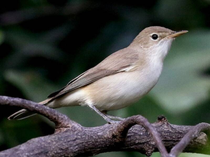 Western Olivaceous Warbler, Photos 3
