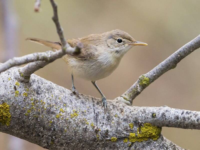 Western Olivaceous Warbler, Photos 4