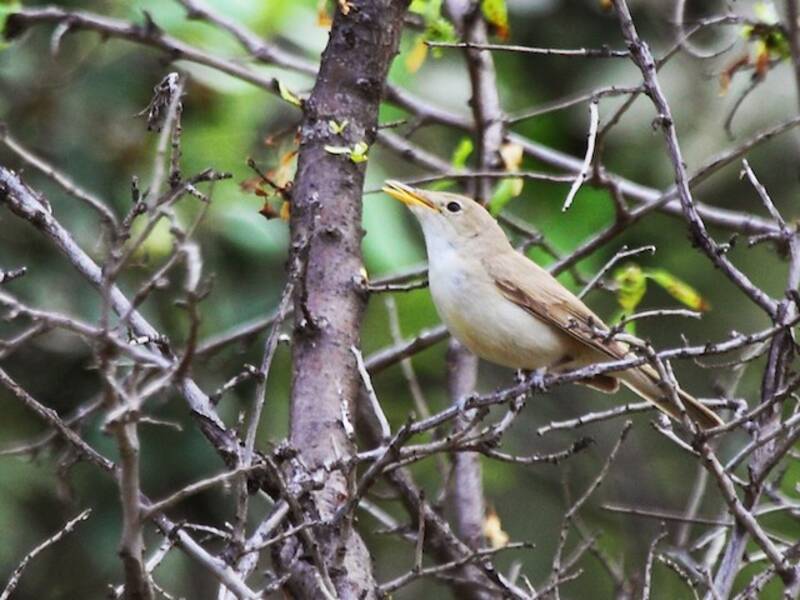 Western Olivaceous Warbler, Photos 2