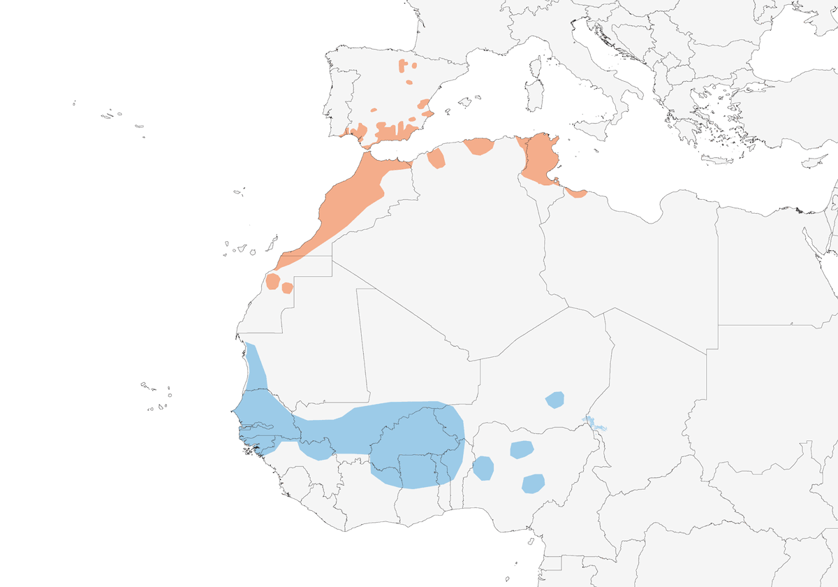 Western Olivaceous Warbler, Distribution 1