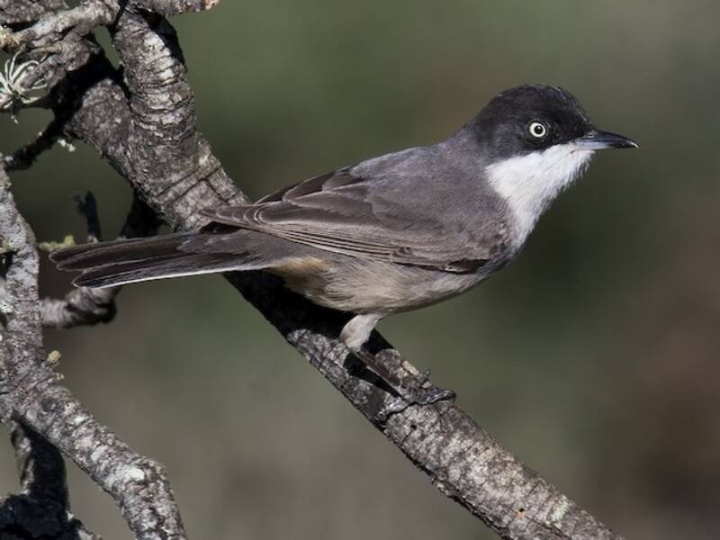 Western Orphean Warbler