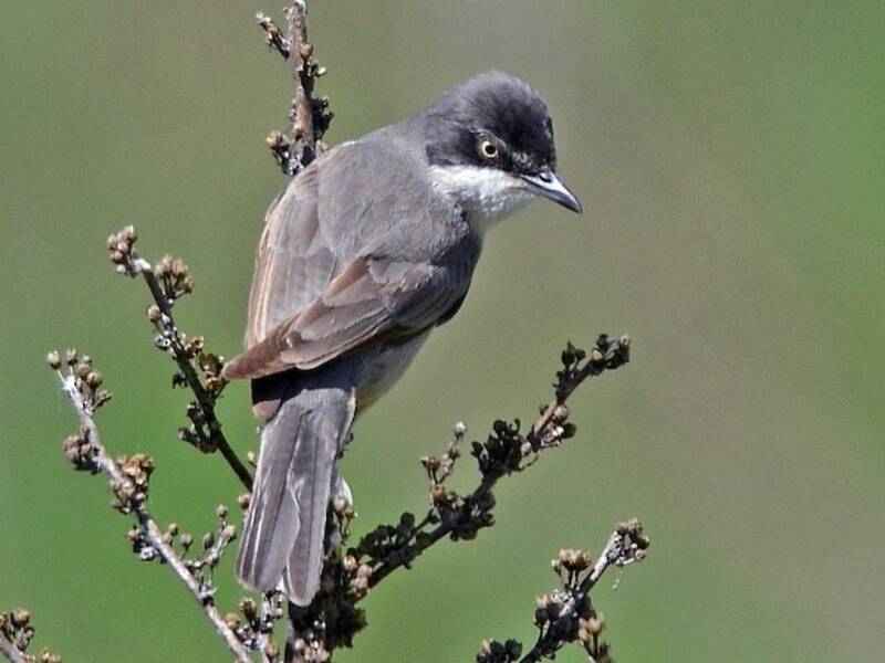 Western Orphean Warbler, 照片 3