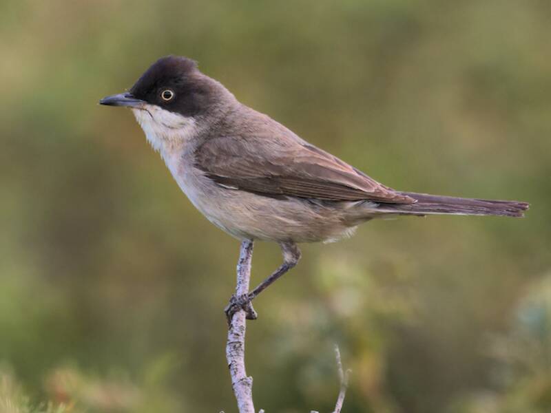 Western Orphean Warbler, 照片 2