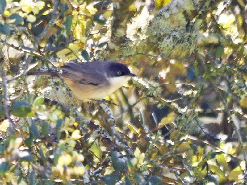 Western Orphean Warbler, 照片 4