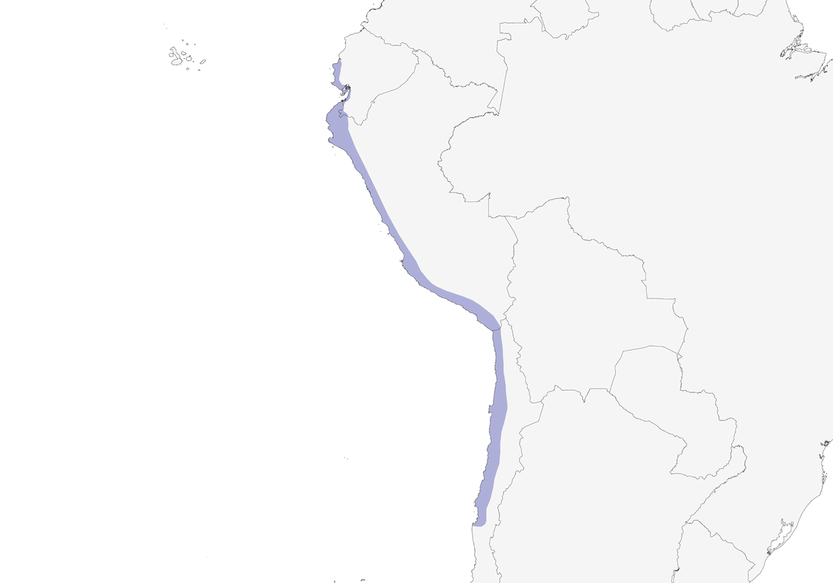 Tortora del Perù occidentale, Distribuzione 1