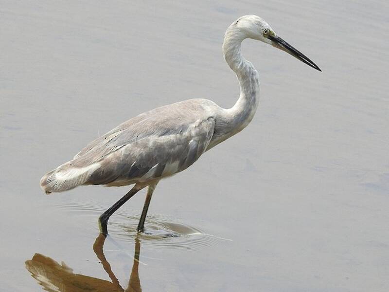 Aigrette des récifs