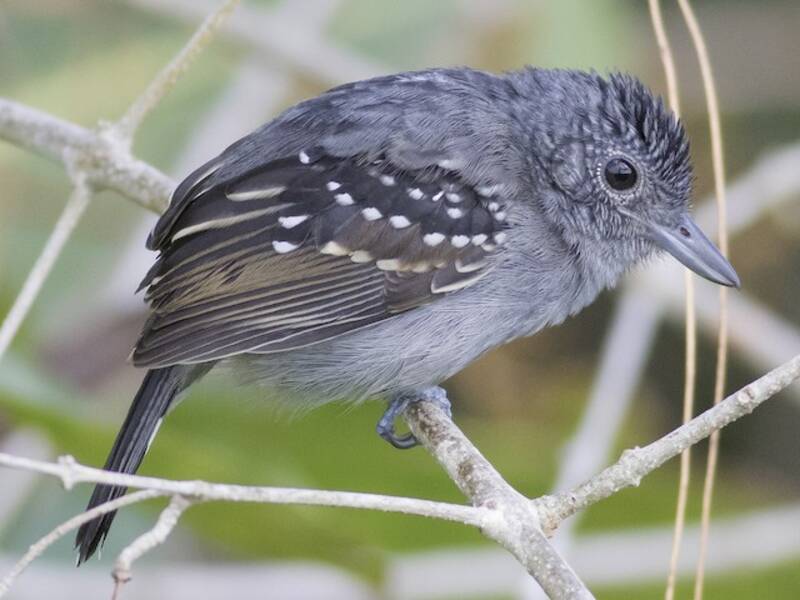 Black-crowned Antshrike (Thamnophilus atrinucha)