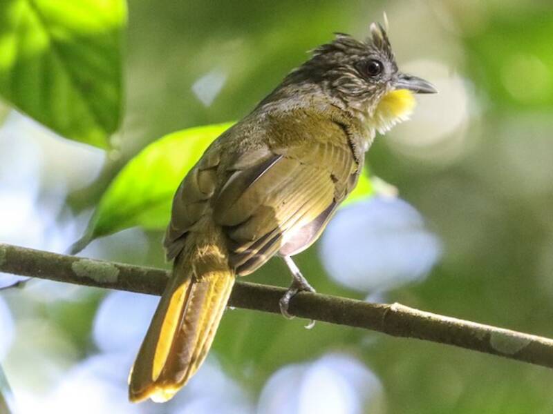 Western Bearded-Greenbul, 照片 4