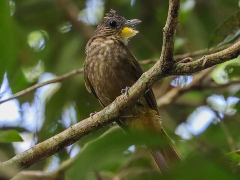 Western Bearded-Greenbul, 照片 3