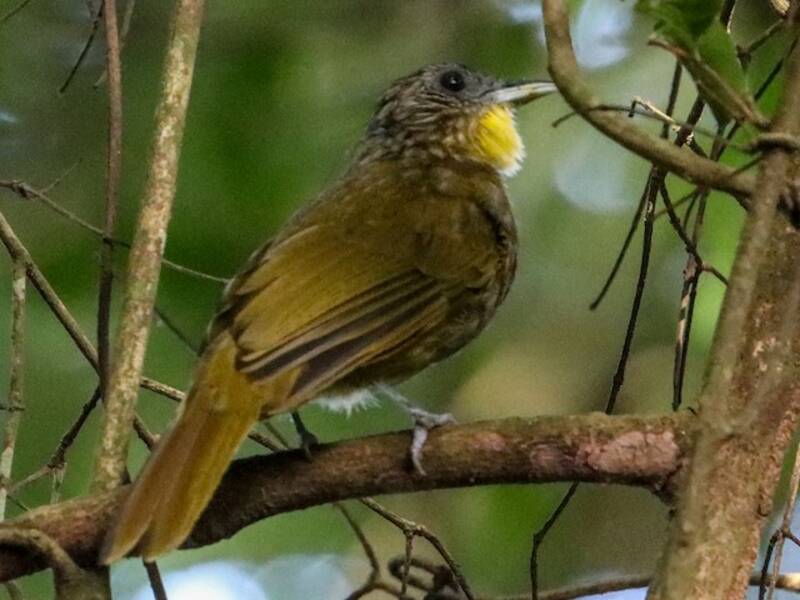 Western Bearded-Greenbul, 照片 2
