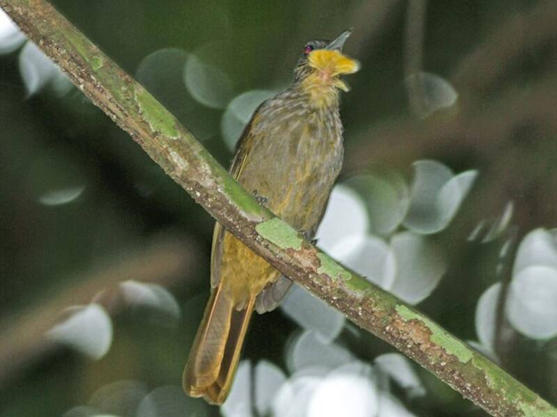 Western Bearded-Greenbul - Criniger barbatus