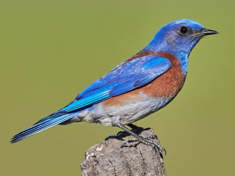 Western Bluebird, Photos 2