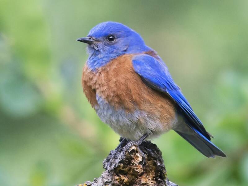 Western Bluebird, Photos 4